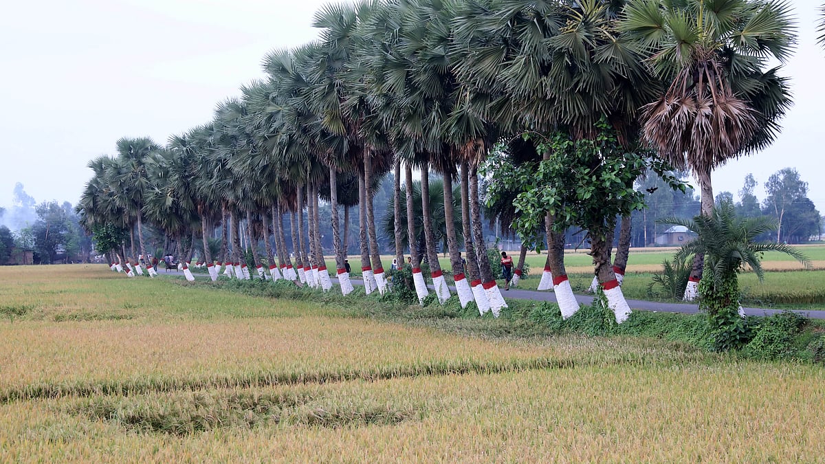 বরইচড়া গ্রামের চোখজুড়ানো রাস্তা, দুপাশে তালগাছের সারি
