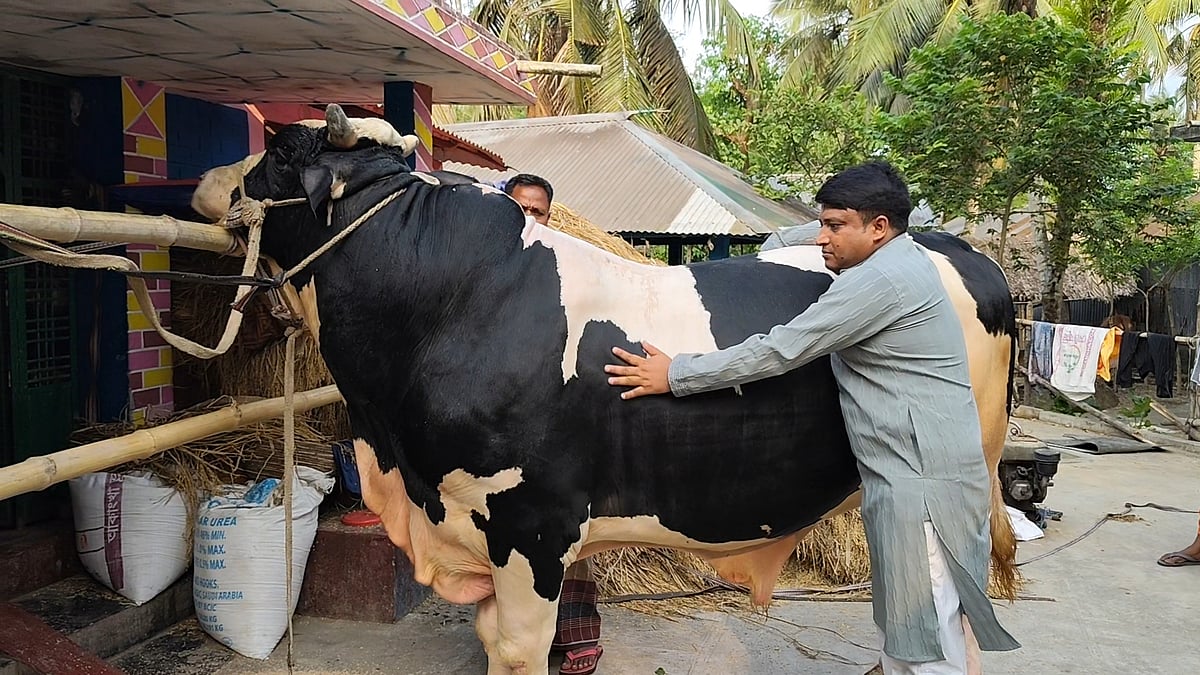 নড়াইলে ‘বাহুবলী’র দাম হাঁকা হচ্ছে ১০ লাখ, ওজন ২৮ মণ