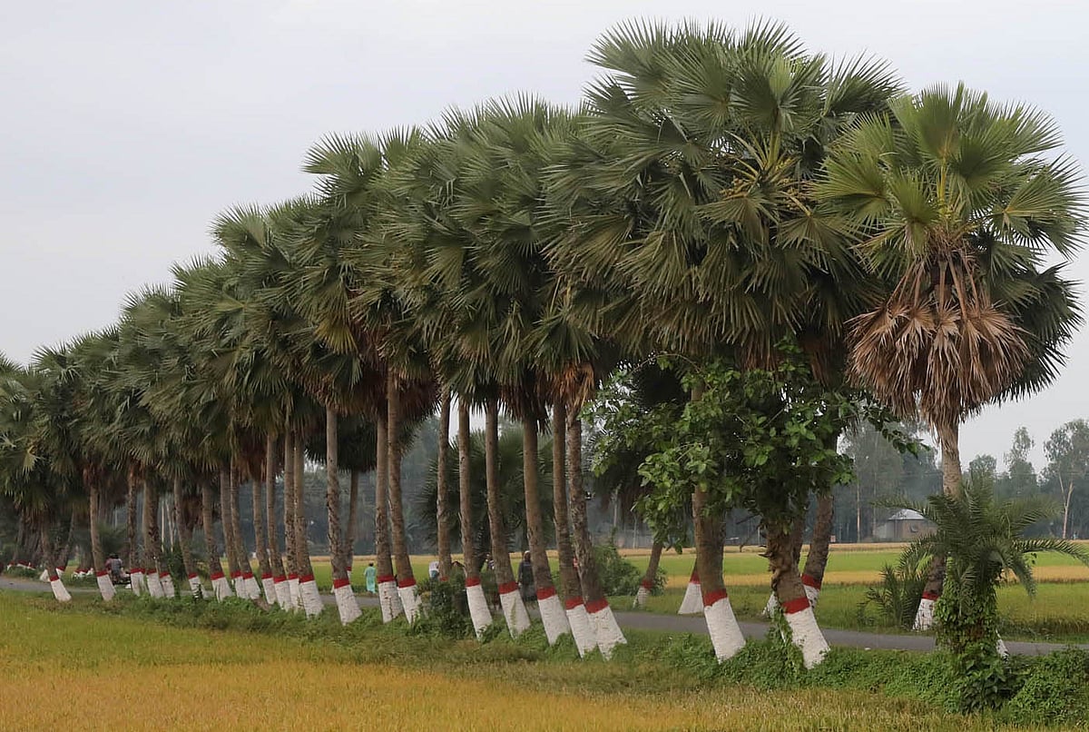 বরইচড়া গ্রামে রাস্তার দুপাশে তালগাছের সারি