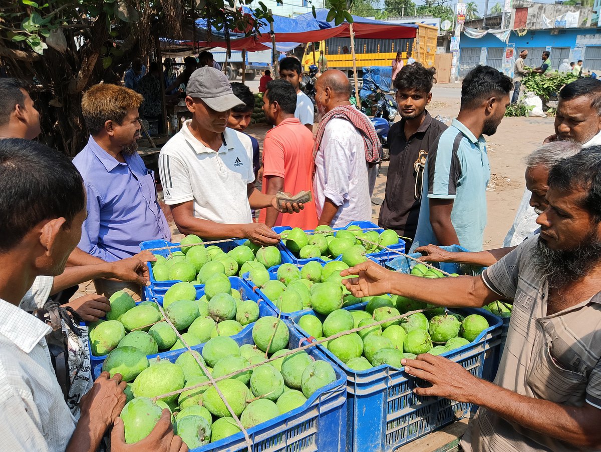 বাজারে এল রাজশাহীর গুটি আম, মণ ১ হাজার ৩২০ টাকা