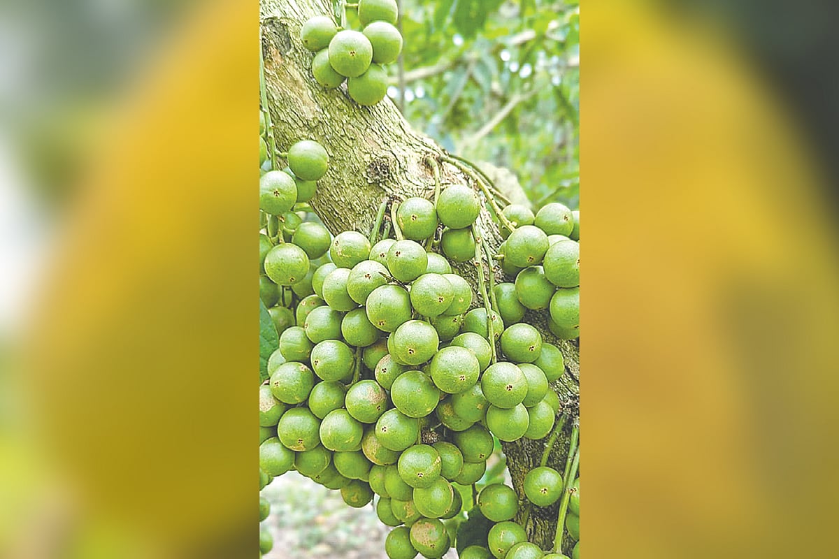 প্রকৃতি, মানুষ ও হারিয়ে যেতে বসা সবুজের দিনলিপি