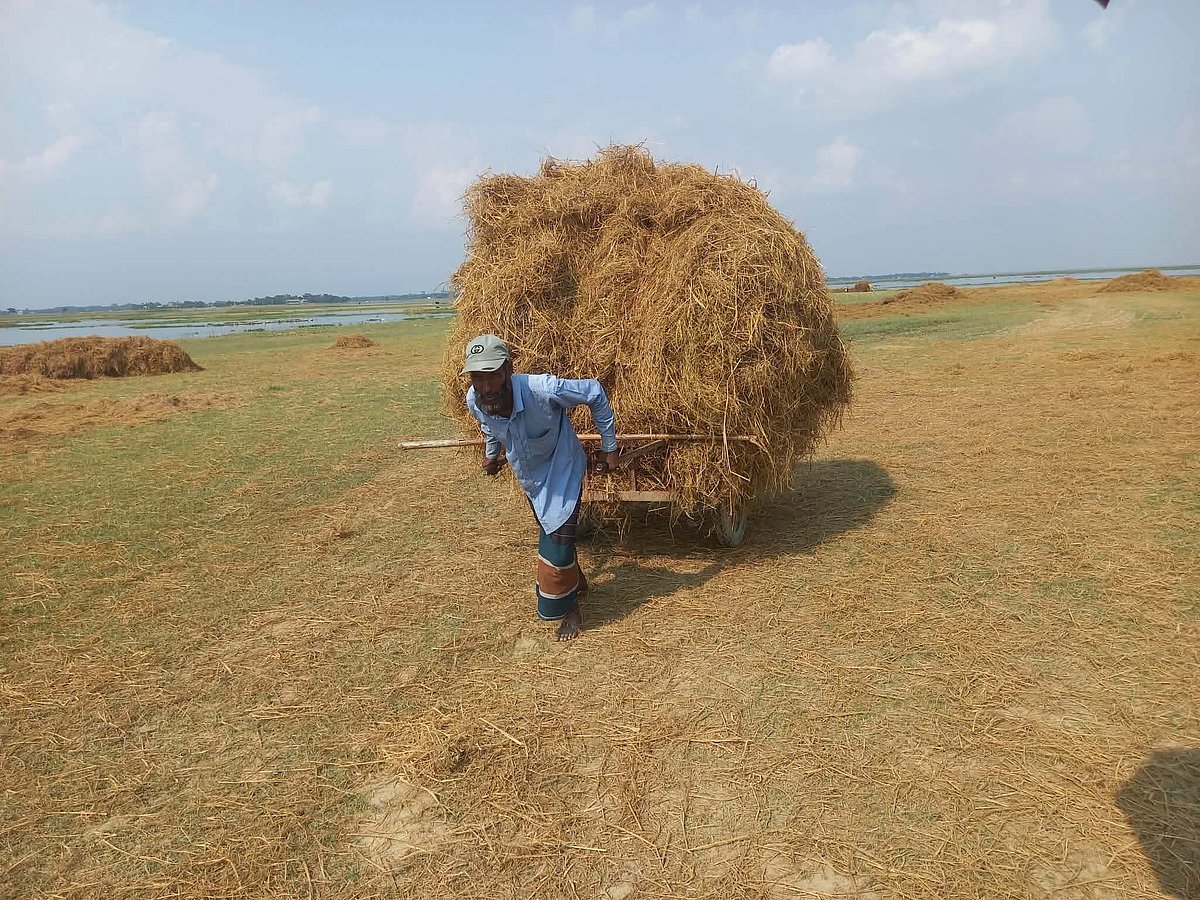 সুনামগঞ্জের হাওরে ফসলহানি : ‘নিজের খানির ধান গেল, এর লগে গরুর খানিও নাই’