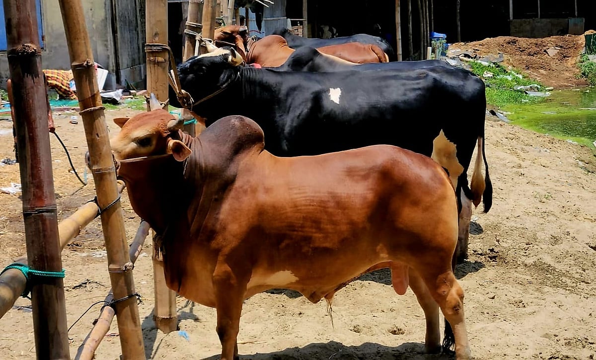 ‘লাল বাহাদুর’ আর ‘কালো মানিকের’ দাম ১৫ লাখ টাকা