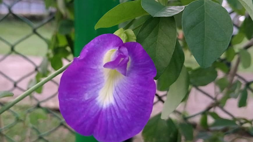 ছবি: মোস্তাফিজুর রহমান