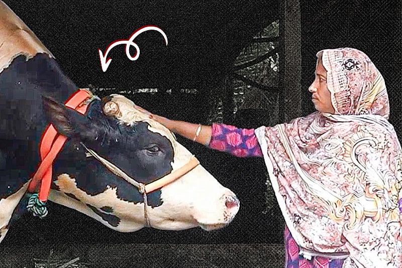 ৩২ মণের ‘জমিদার’, দাম হাঁকা হচ্ছে ১৩ লাখ