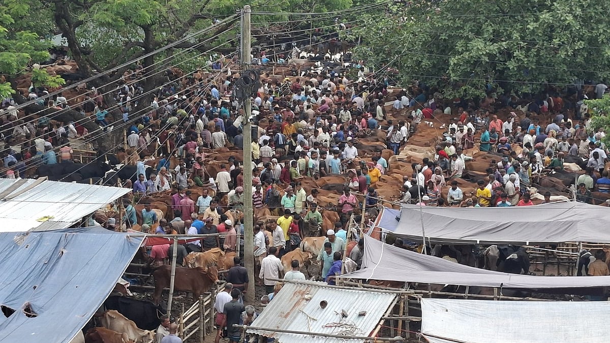 ‎লোকসানের ভয়ে জয়পুরহাটে কমেছে বড় গরু পালন, হাটের অধিকাংশ গরুই ছোট ও মাঝারি আকারের