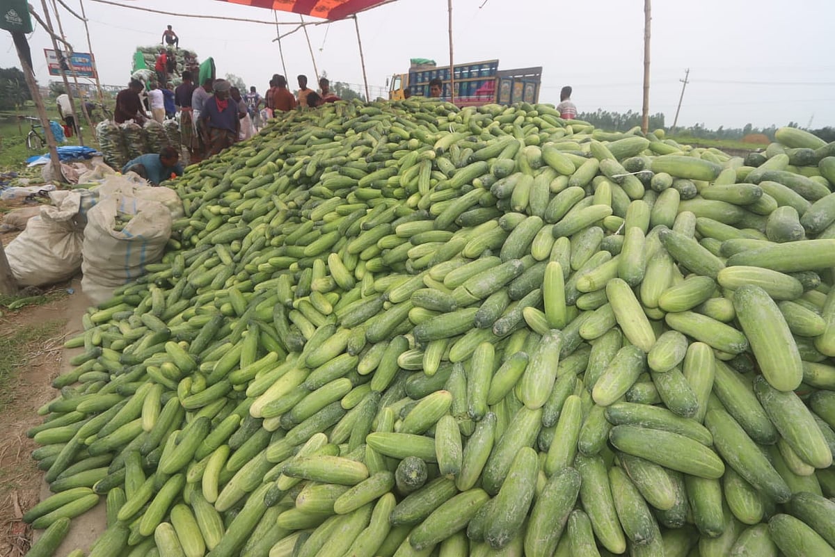 শসার খোঁজে মিঠাপুকুরে