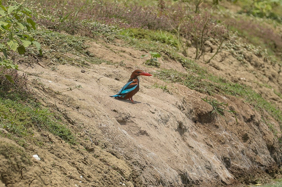 শিকারের অপেক্ষায় পুকুরপাড়ে