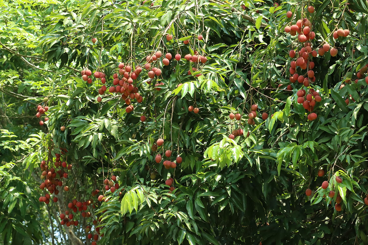 গাছে ঝুলে আছে টসটসে লাল রসালো লিচু 