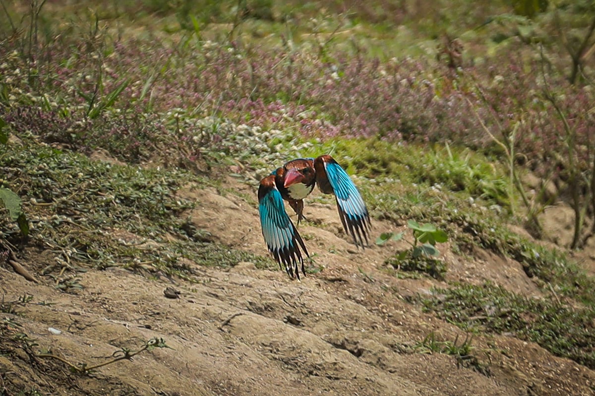 অপেক্ষা, উড়াল আর বারবার ঝাঁপ