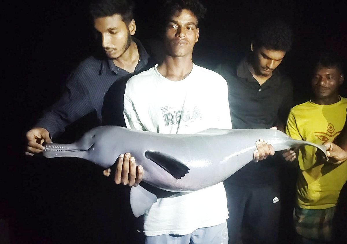 বরগুনায় বড়শিতে ধরা পড়ল বিপন্ন ডলফিন