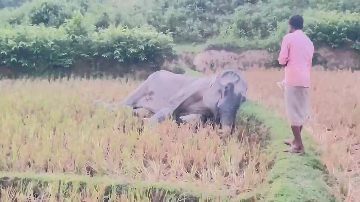 গুলিবিদ্ধ মা হাতির মৃত্যু, পাশে কাঁদছিল শাবক