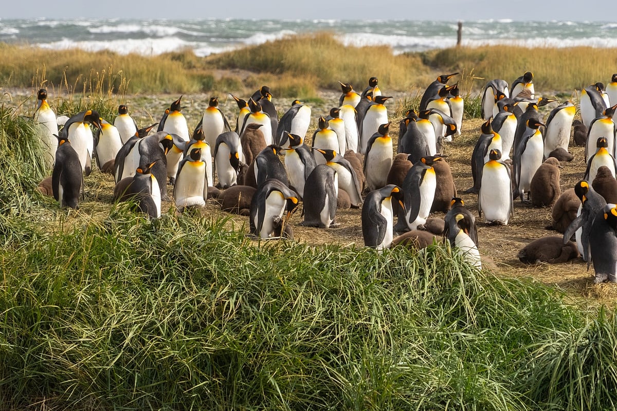 Kindergarten teacher helps protect a colony of nearly 200 king penguins