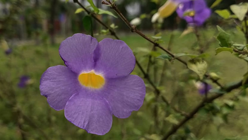 ছবি: মোস্তাফিজুর রহমান