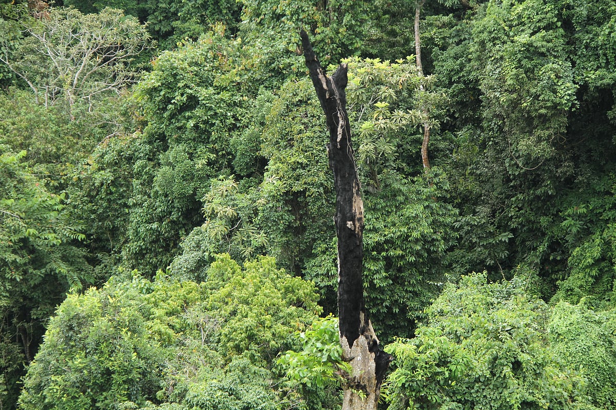 পাড়াবন প্রকৃতির আশ্রয়স্থল  