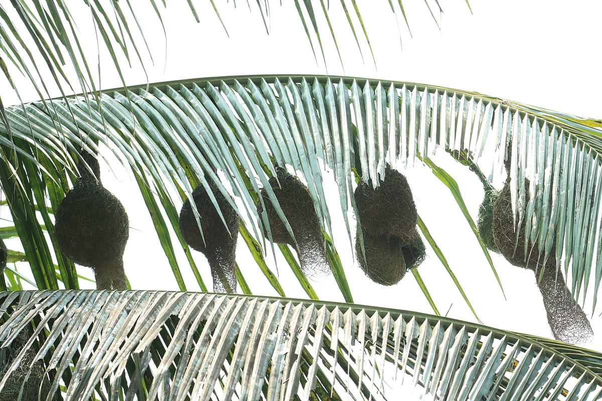 একঝলক (১৮ মে ২০২৬)