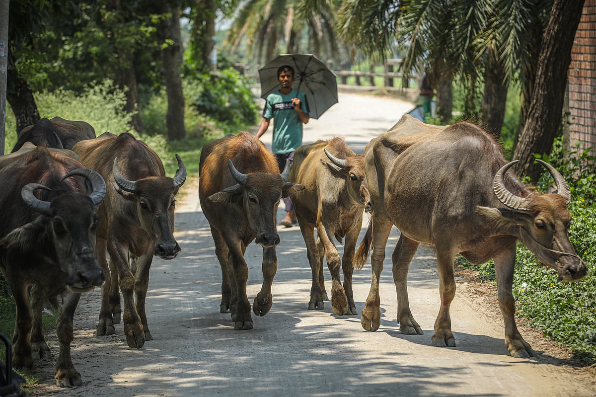 মহিষ চরানোর কাজে বাবাকে সাহায্য করছেন ছেলে।