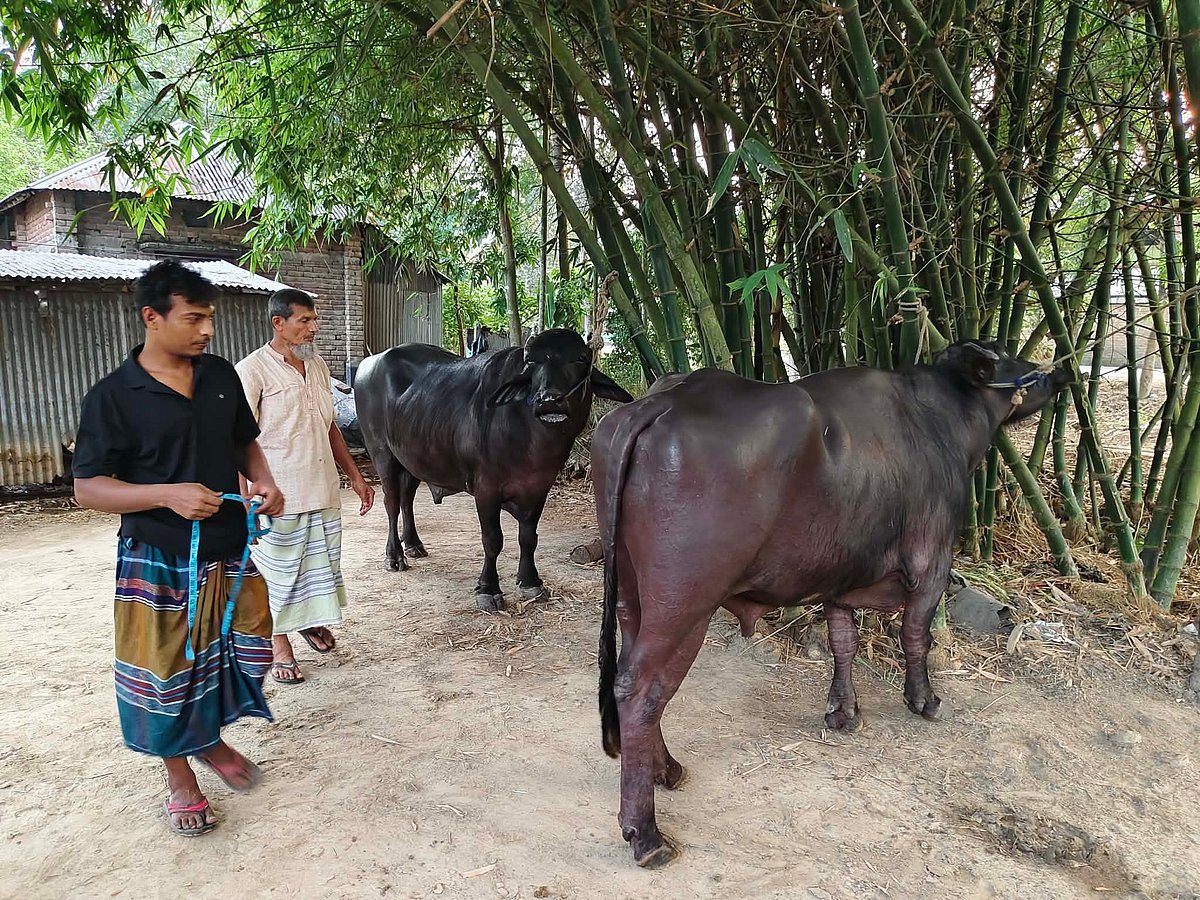 কুষ্টিয়ায় দুই মহিষের ওজন ৪০ মণ, ১৪ লাখ টাকায় বিক্রির আশা