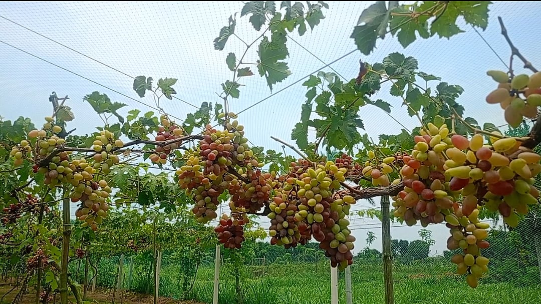 শখ থেকে শুরু, আঙুর চাষে বদলে গেছে সজলের জীবন