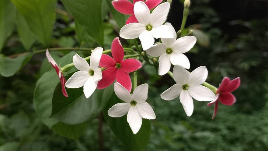 ছবি: মোস্তাফিজুর রহমান