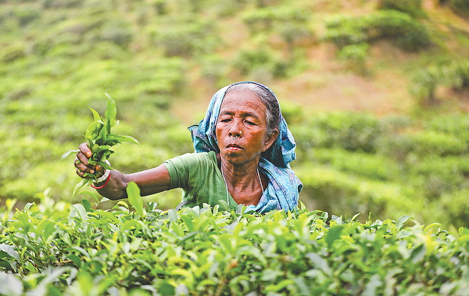 লোকসানের বৃত্ত ভেঙে চাঙা চা–শিল্প