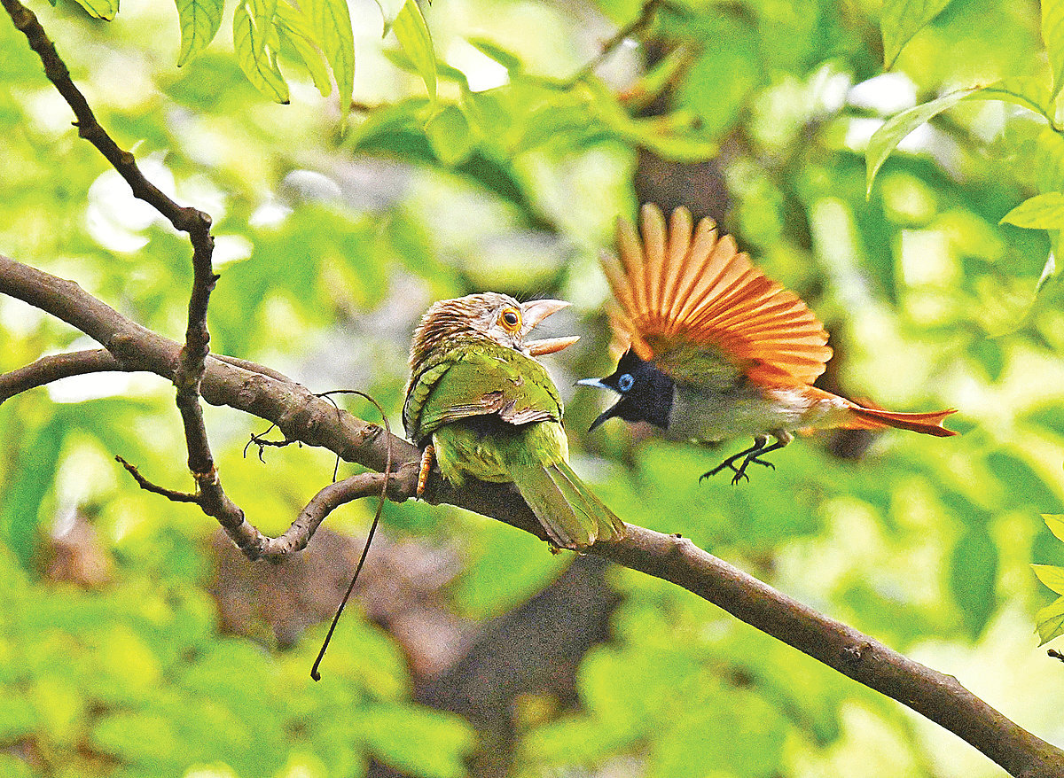 পাখিরা যখন লড়াইয়ে নামে 