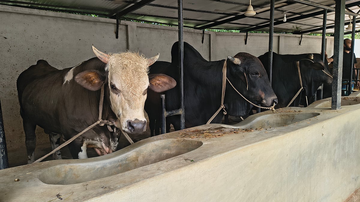তরুণ উদ্যোক্তার গরুর খামার: ২০ লাখ টাকা দিয়ে শুরু ৩ বছরে পুঁজি দেড় কোটি