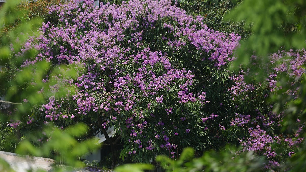 সবুজের মাঝখানে বেগুনি জারুল ফুল