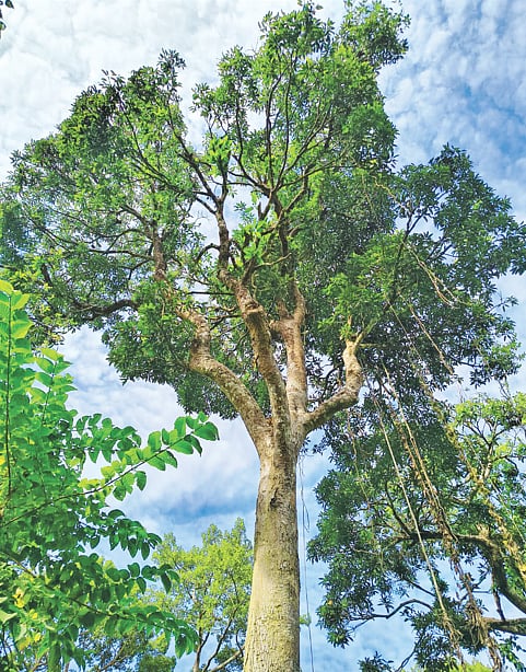কক্সবাজার দক্ষিণ বনাঞ্চলে টিকে আছে মাত্র ৫০০ মা গাছ