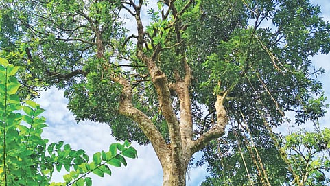 ছবি:  সংগৃহীত
