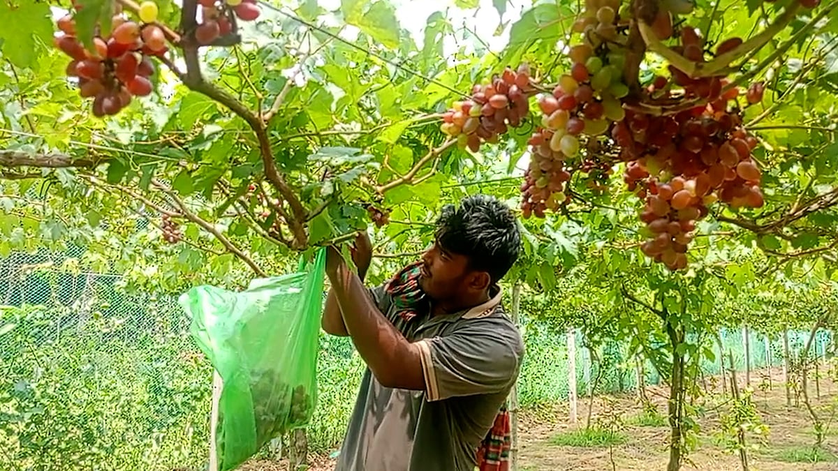 সজলের বাগানে আছে প্রায় ৫৫০ প্রজাতির ফল, আছে ১৪ জাতের আঙুর