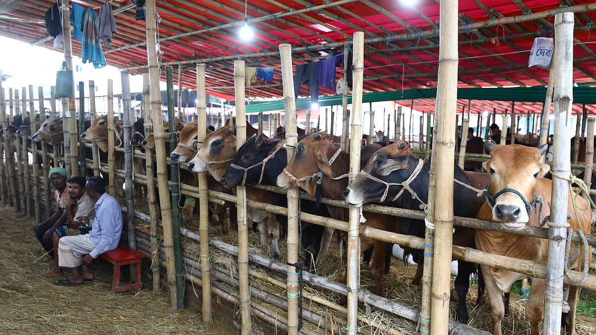 কাজীরবাজারে সারিবদ্ধভাবে রাখা হয়েছে কোরবানির পশু
