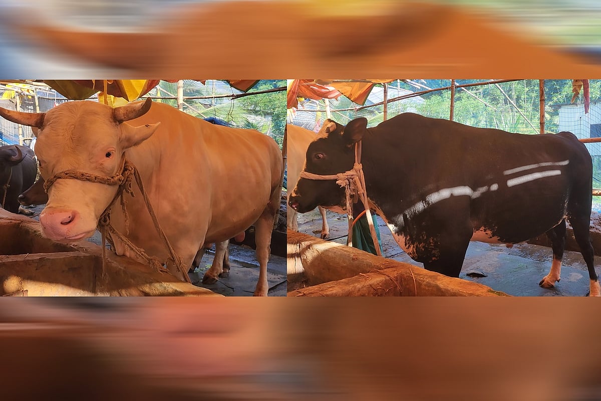 ইউপি চেয়ারম্যানের খামারে হাজার কেজির দুই ‘ডায়মন্ড’, বিক্রির জন্য নেবেন ঢাকায়
