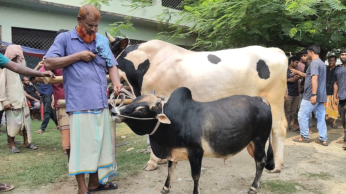 ‘জীবনে এত ছোট গরু দেখিনি’