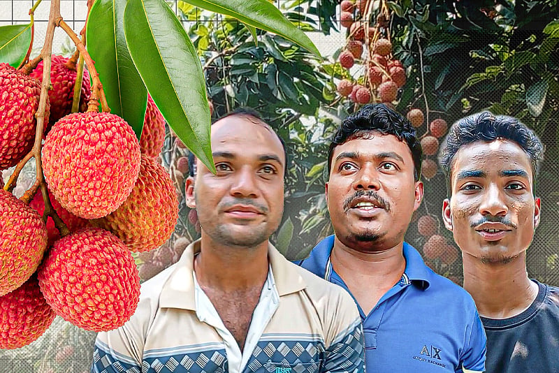 লিচুর বাম্পার ফলনে বদলে যাচ্ছে ফরিদপুরের চিত্র