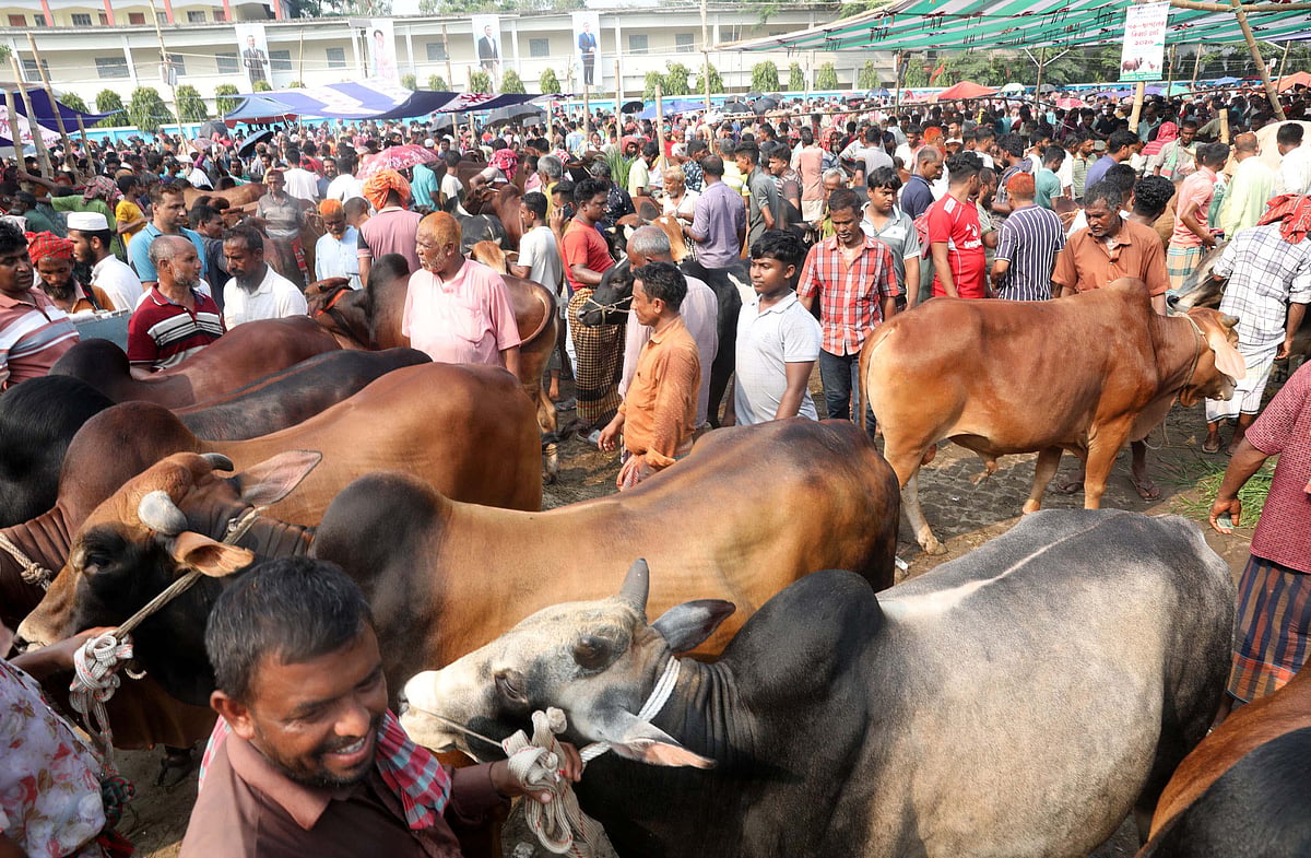 গরুর ক্রেতা বেশি মহাস্থান হাটে
