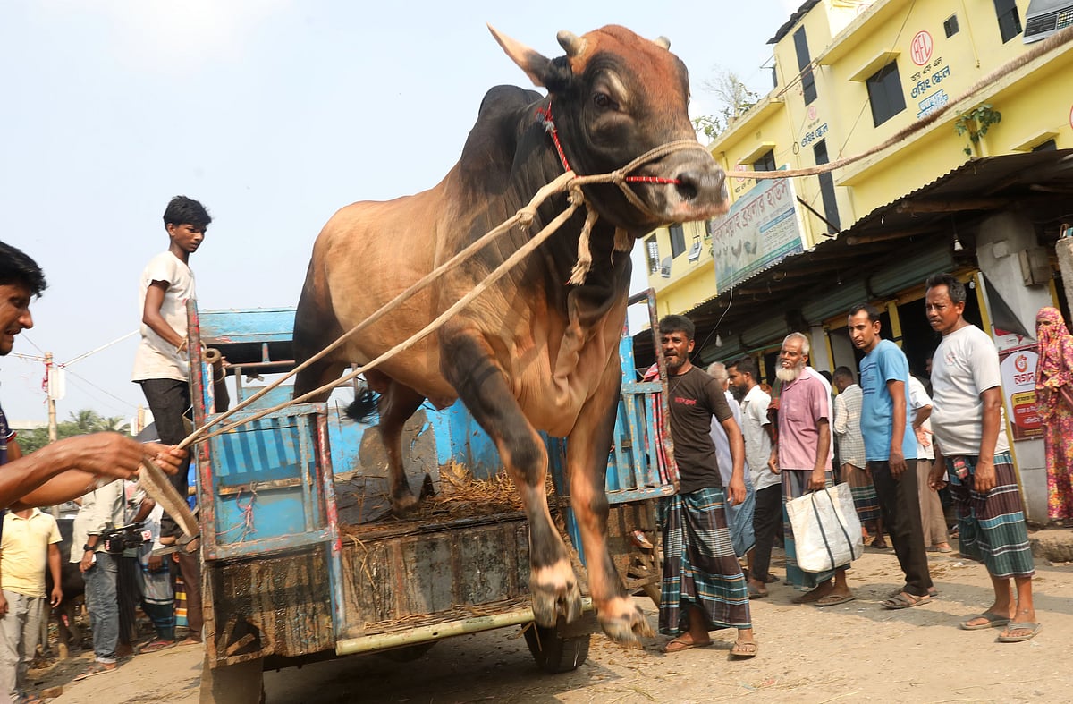 হাটে গাড়ি থেকে নামানো হচ্ছে গরু 