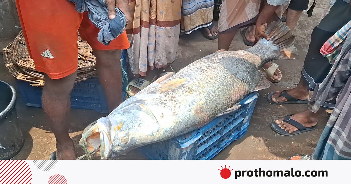 নাফ নদীতে বড়শিতে ধরা পড়ল ২৪ কেজির কোরাল, বিক্রি ৩১ হাজার টাকায় নাফ নদীতে বড়শিতে ধরা পড়ল ২৪ কেজির কোরাল, বিক্রি ৩১ হাজার টাকায়