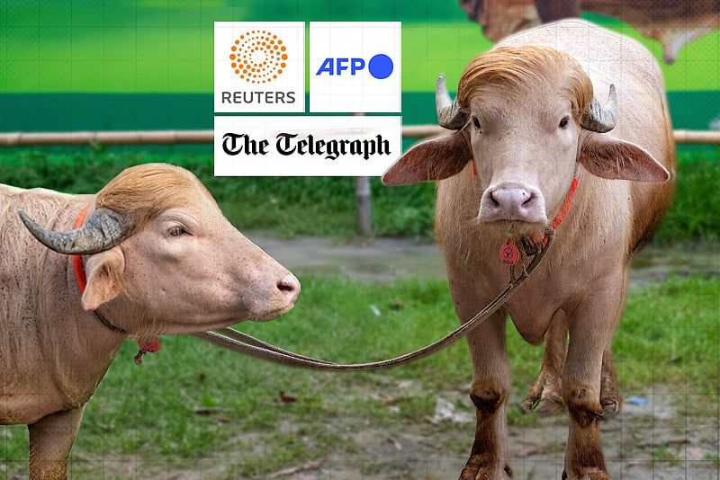 ইরান-আমেরিকার ট্রলের কেন্দ্রবিন্দু ‘ডোনাল্ড ট্রাম্প’ নামের এই মহিষ