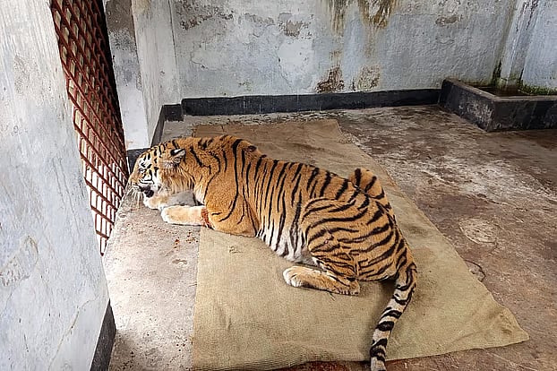 শিকারির ফাঁদে আটকা পড়া বাঘিনীটি কেমন আছে