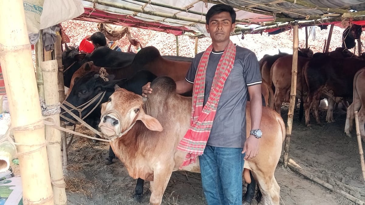 চারটি গরু নিয়ে ঢাকার হাটে এসেছেন ইসলামী বিশ্ববিদ্যালয়ের তিতাস