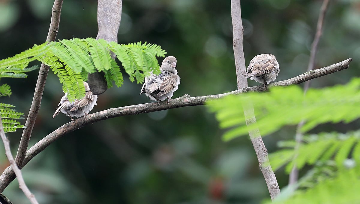 মেঘবৃষ্টির দিনে পাখিরা