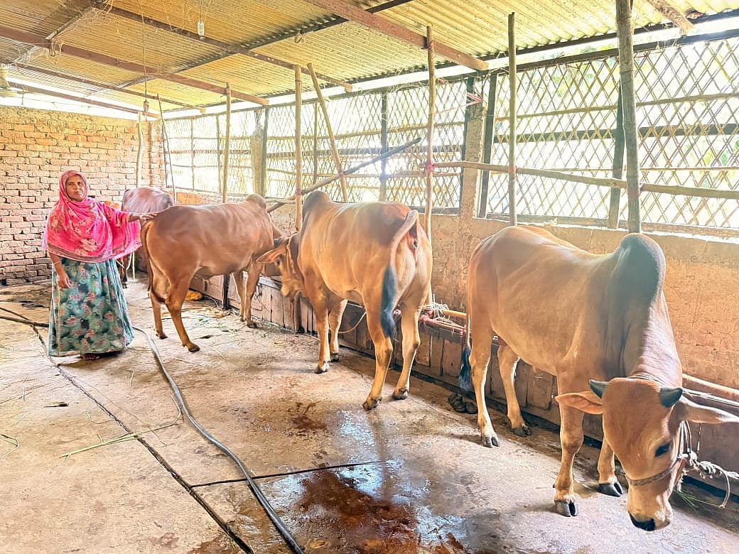 দুটি বাছুর থেকে ১৪টি গরুর মালিক গৃহবধূ শাহীন আক্তার, করেছেন পাকা বাড়িও