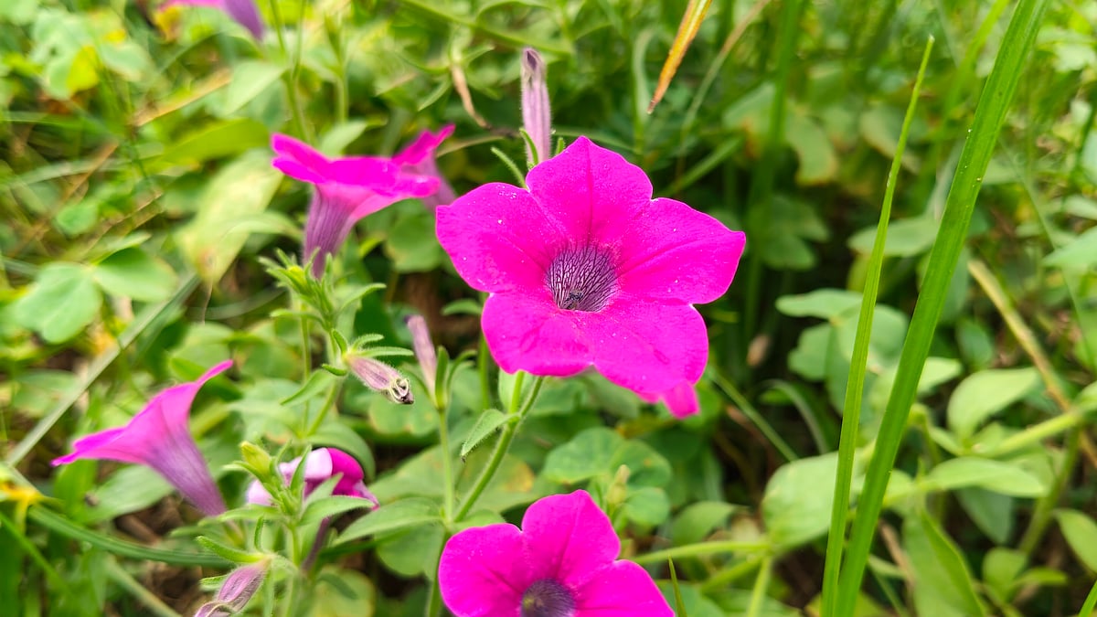  ছবি: আবদুর রহমান