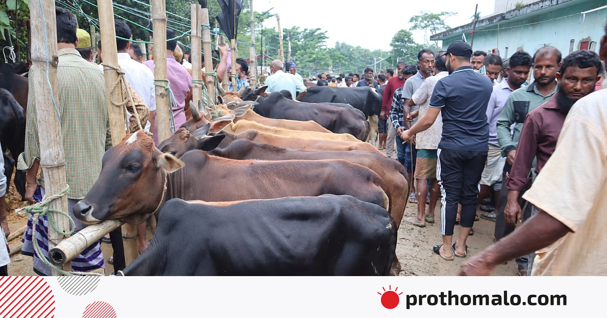 ‘দরদাম অর, কিন্তু একটা গরুও বিক্রি অইছে না’ ‘দরদাম অর, কিন্তু একটা গরুও বিক্রি অইছে না’