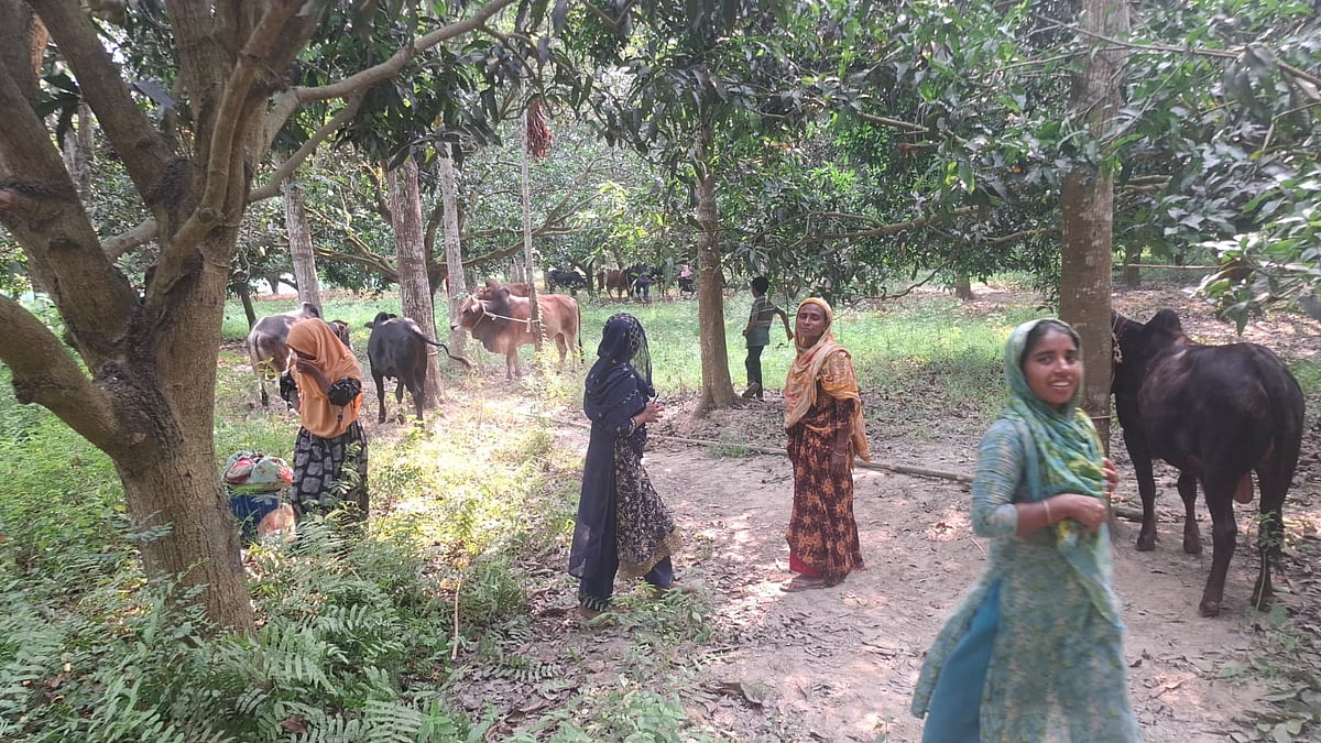 পদ্মা নদীর ছোট চরে গরুর বড় উৎস