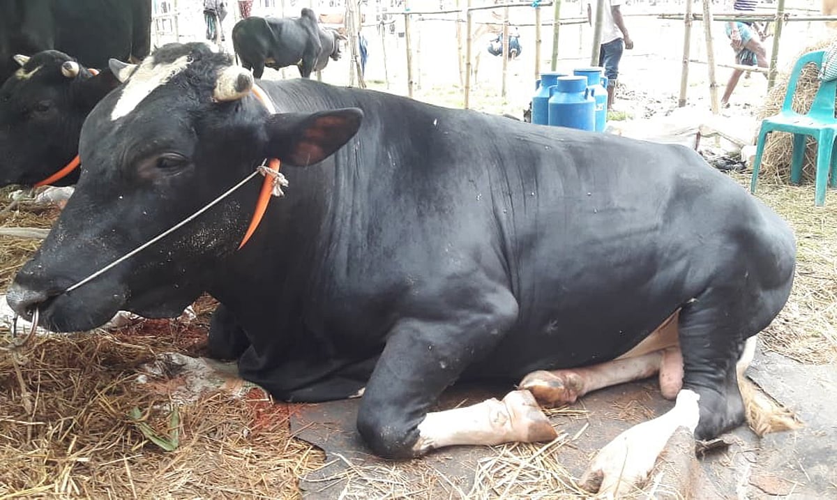 বৃষ্টিভেজা হাটে ‘কালো মানিক’, ‘রাজা মিয়া’র সঙ্গে হাটে আছে অন্যরাও
