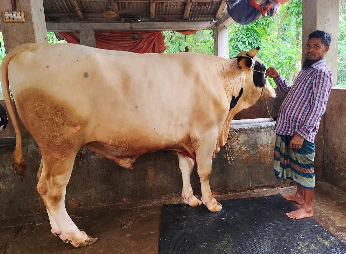 ২২ মণের কালা চান ও ১৮ মণের সাদা চান বিক্রি না হওয়ায় উৎকণ্ঠায় খামারি