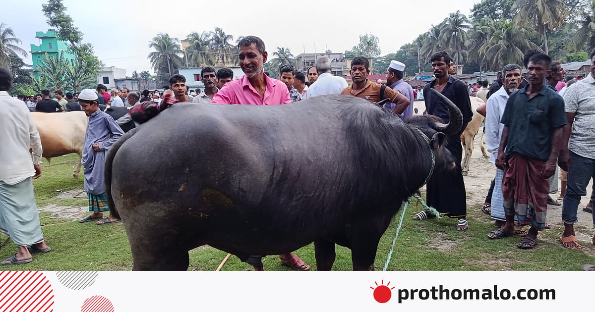 কোরবানির জন্য অনেকের পছন্দ মহিষ, কিন্তু কেন কোরবানির জন্য অনেকের পছন্দ মহিষ, কিন্তু কেন
