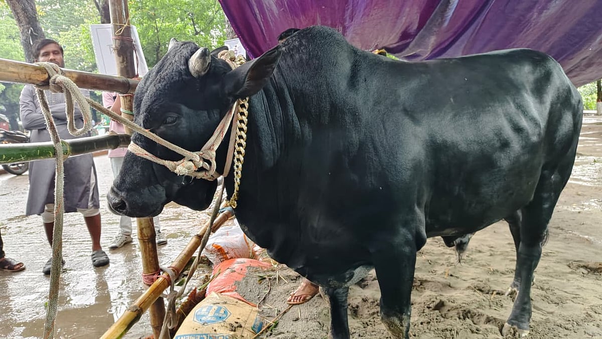 ময়মনসিংহে ‘কমিশনার’কে ঘিরে ভিড়, সাড়ে ৫ লাখে বিক্রির আশা খামারির